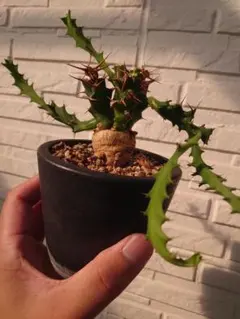 2025年最新】ユーフォルビア クラビゲラの人気アイテム - メルカリ