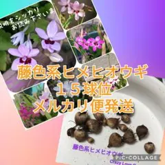 7/26b♡球根♡珍しい藤色系？ヒメヒオウギ♡大小15球位(花色に偏りあり)♡のサムネイル