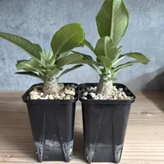 nu様 塊根植物 黒ポット - メルカリ