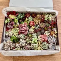 多肉弁当　寄せ植えセット　B