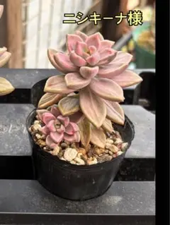 ピーチ姫② ブロンズ姫錦　カット苗　おまけ付き♡ 2025年最新】多肉 ピーチ姫の人気アイテム - メルカリ