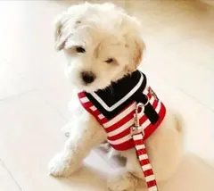 ストライプ柄 小型犬用ハーネス リード付き Sサイズ