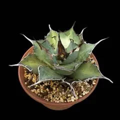 M-10様 リクエスト 4点 まとめ商品