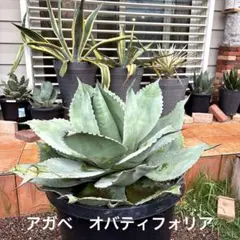 希少❣️優良大型親株からの成長3年目子株❣️アガベ・オバティフォリア❣️送料品種札付きのサムネイル