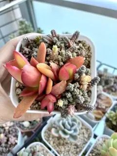 多肉植物　　❁︎星美人錦　カット苗 多肉植物 星美人 カット苗 - メルカリ
