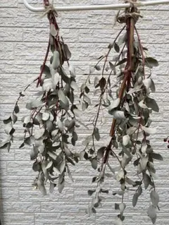 ユッカ アロイフォリア Yucca ドライガーデン 千寿蘭 子株 - メルカリ