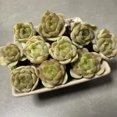阮玲玉 プラグ苗 10苗セット｜多肉植物｜第4種郵便