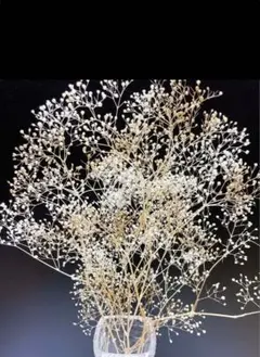 かすみ草カスミ草ゴールドプリザーブドフラワードライフラワー