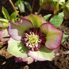 2025年最新】クリスマスローズ 苗の人気アイテム - メルカリ