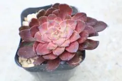 SALE※ アエオニウム サラダボール 1苗 抜き苗 多肉植物 - メルカリ