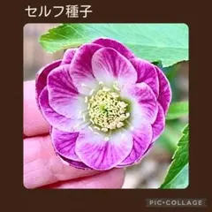 セルフ種子■#544■激カワ！極小輪 クリスマスローズ セルフ種子□#544□激カワ！極小輪 クリスマスローズ - メルカリ