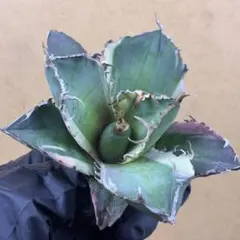 2025年最新】アガベ 錦の人気アイテム - メルカリ