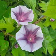 ひろすけ様 リクエスト 3点 まとめ商品