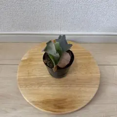 ビカクシダ cottonCloud ocpup① その後のビカクシダ コットンクラウド① | calmplantsの