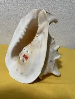 2026年最新】トウカムリ貝の人気アイテム - メルカリ