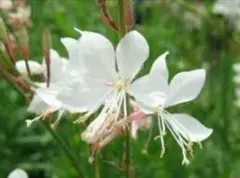 ふにぴょん様 リクエスト 3点 まとめ商品