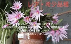 み～たん様 リクエスト 3点 まとめ商品