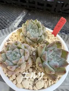 ❣️エルサ❣️現品 エケベリア 寄せ植え 多肉弁当 多肉植物