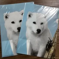 お父さんクリアファイル (2018 夏) 2枚セット