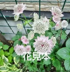 宿根草＊アストランティア＊ポット入り発送のサムネイル