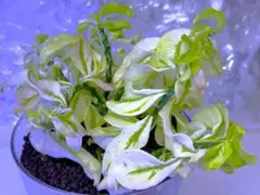 2026年最新】ペディランサス ドワーフの人気アイテム - メルカリ