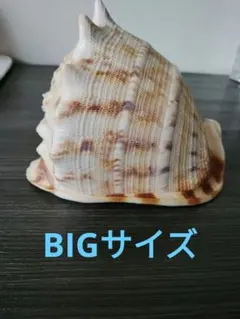 【希少】フィリピン　Philippine 貝殻　　土産 希少】フィリピン Philippine 貝殻 土産 希少】フィリピン