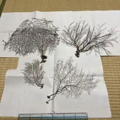 深海植物9-23