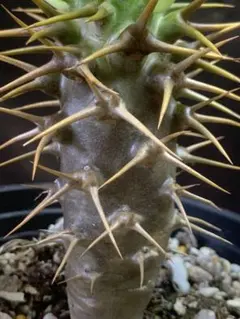 m*u様 え*ん様 m*u様 M724 多肉植物 サボテン パキポディウム・アンのサムネイル