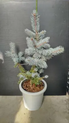 2026年最新】プンゲンスホプシーの人気アイテム - メルカリ