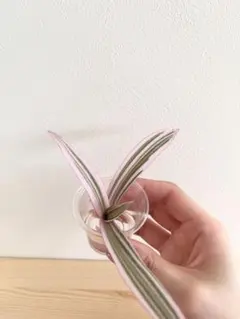 みわき様 リクエスト 2点 まとめ商品