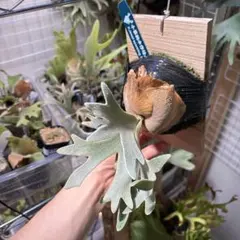 ︎︎︎︎☑︎ P.vellii ビカクシダ 子株 大きめ ︎︎︎︎☑︎ P.vellii ビカクシダ 子株 大きめ - メルカリ