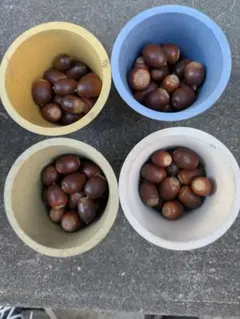 天然 どんぐり 80個セット コナラ 消毒済み
