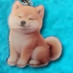 新品未使用で可愛い柴犬のアクリルキーホルダーです