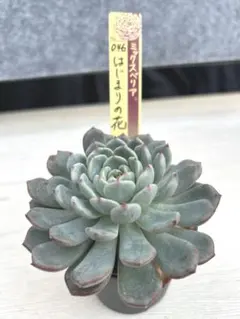 2025年最新】おらいさん苗の人気アイテム - メルカリ