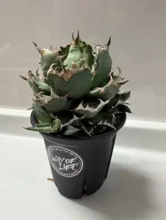 2025年最新】姫厳竜の人気アイテム - メルカリ