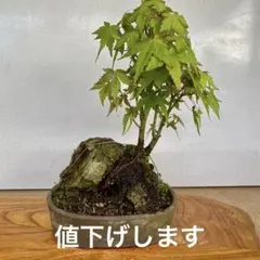 アカシデ(赤芽ソロ) 盆栽 - メルカリ