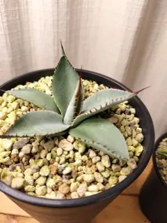 【超超希少/特大47センチ/✴︎300円スタート✴︎】姫吉祥天　パリー　トランカータ スタート】姫吉祥天 アガベ パリー トランカータ 吉祥天