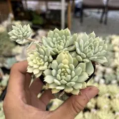 多肉植物 白牡丹 抜き苗 - メルカリ