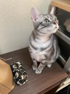 ぴーちゃん様専用ページ