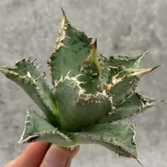 2025年最新】金蟾 アガベの人気アイテム - メルカリ