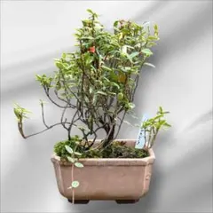 2025年最新】チリメンカズラの人気アイテム - メルカリ