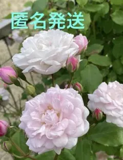 粉粧楼① バラ 苗 黒ポットのまま - メルカリ