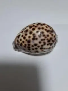 貝殻