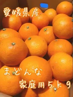 愛媛県産 まどんな 家庭用 5kg