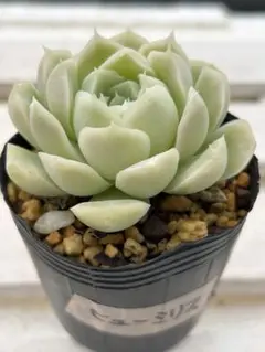 ぷっちろ様 リクエスト 3点 まとめ商品