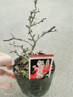 高橋保雄様 リクエスト 2点 まとめ商品