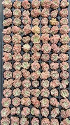 CL1002 ピンク翡翠 105苗 多肉植物 土と根付き エケベリア 韓国苗