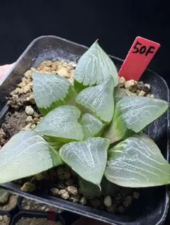 ま*う様 多肉植物　ハオルチア　九尾狐錦　透明窓　超美品　糊斑 ま*う様 多肉植物 ハオルチア 九尾狐錦 透明窓 超美品 糊斑 - メルカリ