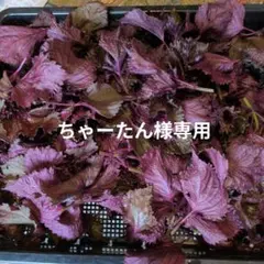 ちゃーたん様専用のサムネイル