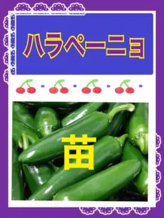 【ハラペーニョ 】３苗 セットのサムネイル